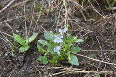 Viola canina