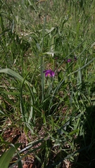 Olsynium douglasii