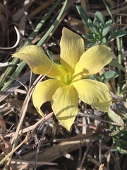 Menodora heterophylla