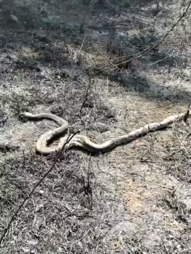 Reticulated Python