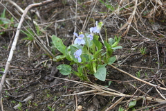 Viola canina