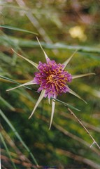 Tragopogon porrifolius