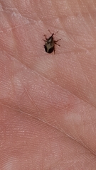 Lignyodes enucleator