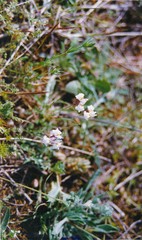 Linaria amethystea amethystea