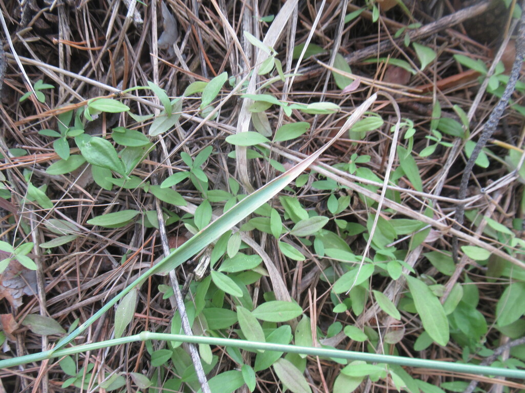 Moehringia lateriflora; photograph author not stated, no rights reserved