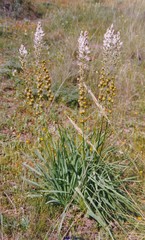 Asphodelus cerasiferus