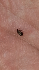 Lignyodes enucleator