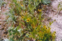 Adonis microcarpa