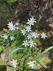 Ornithogalum umbellatum