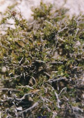 Thymus lacaitae