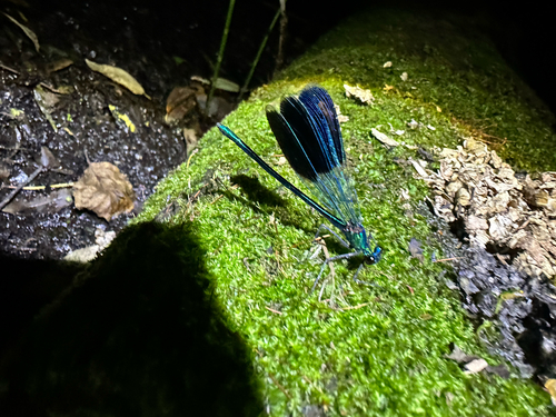 Banded Demoiselle