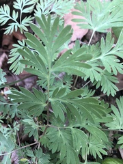 Dicentra cucullaria