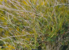Bupleurum fruticescens