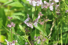 Stachys rigida rigida