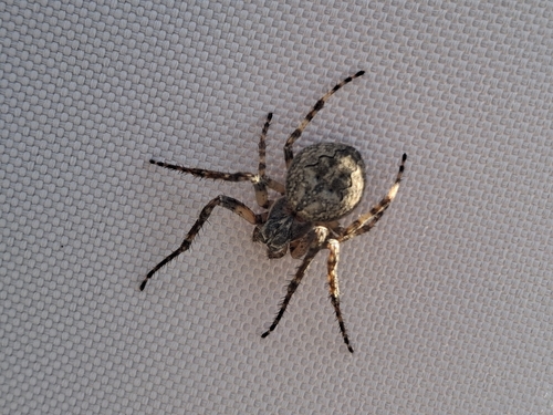 Larinioides ixobolus