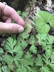 Dicentra cucullaria