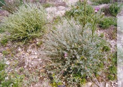 Centaurea hyssopifolia