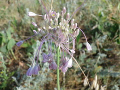 Allium paniculatum