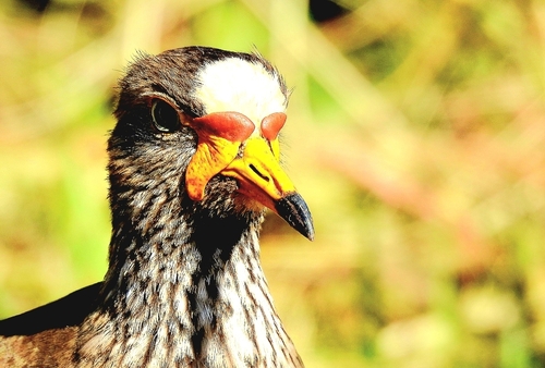 iNaturalist image