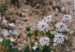 Iberis pectinata