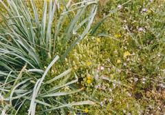 Asphodelus cerasiferus