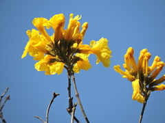Handroanthus ochraceus, photograph (c) Davi Eduardo, some rights reserved (CC BY)