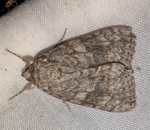 Meske's Underwing Moth photo 2