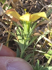 author not stated, no rights reserved Menodora heterophylla, photograph author not stated, no rights reserved