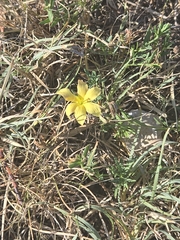 author not stated, no rights reserved Menodora heterophylla, photograph author not stated, no rights reserved