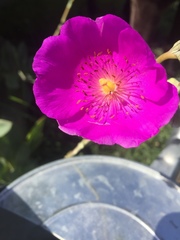 Cistanthe grandiflora