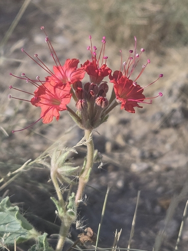 Nyctaginia capitata, photograph 6