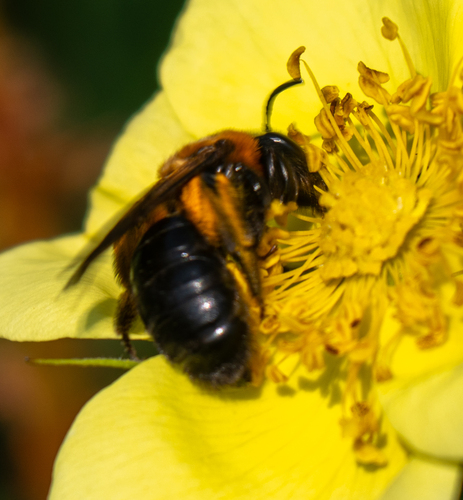 Cliff Mining Bee