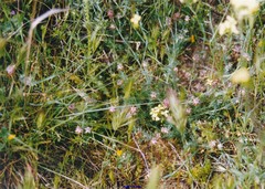 Platycapnos spicata