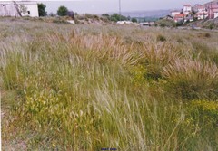 Macrochloa tenacissima