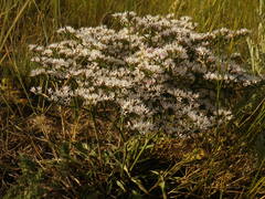 Goniolimon besserianum
