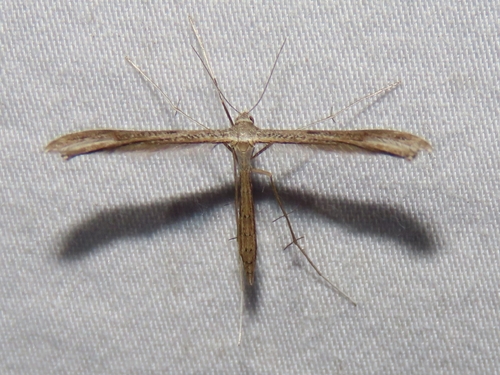 Dowdy Plume Moth