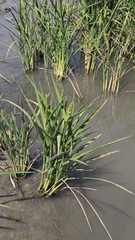 Oryza sativa