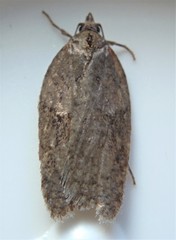 Acleris placidana