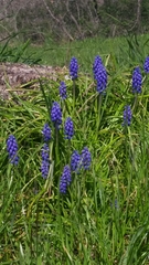 Muscari neglectum