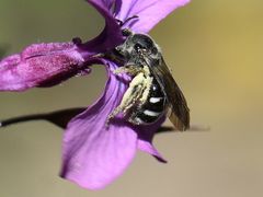 Lasioglossum sexnotatum