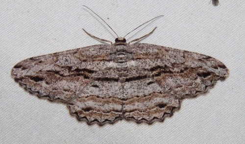 Scioglyptis chionomera