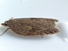 Acleris placidana