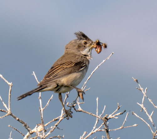 Greater Whitethroat