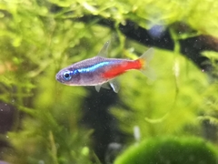Paracheirodon innesi