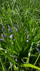 Hyacinthoides