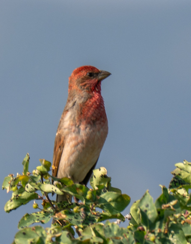 Common Rosefinch