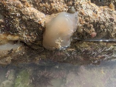 Ciona intestinalis