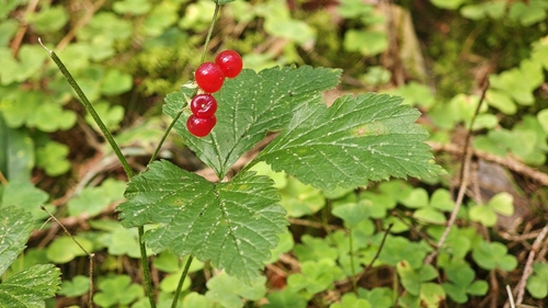 Stone Bramble