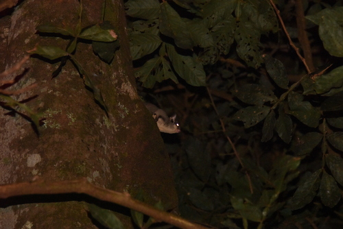 Sugar Glider