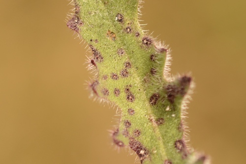 Puccinia hypochoeridis observed 2026-08-12